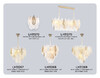 Миниатюра фото настенный светильник ambrella light high light lh31272 | 220svet.ru